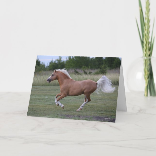 Tarjeta Bob Langrish | Palomino Welsh Pony Running (Anverso)