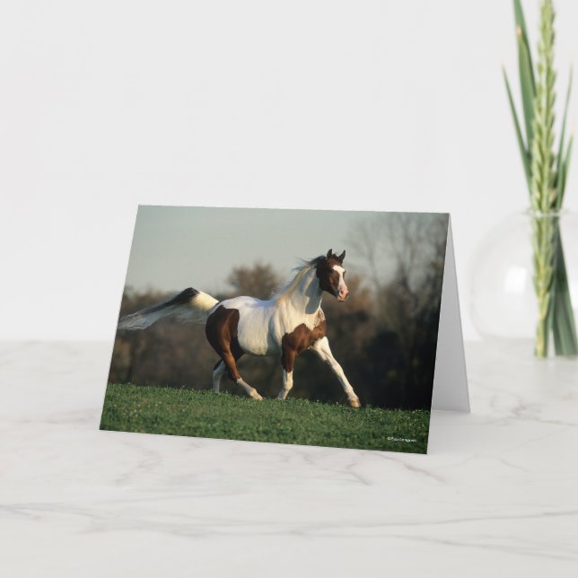 Tarjeta Bob Langrish | Pinto Arab Mane and Tail Flowing (Anverso)