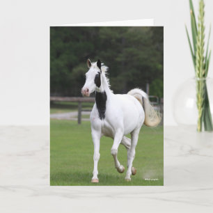 Tarjeta Bob Langrish   Pinto Warmblood