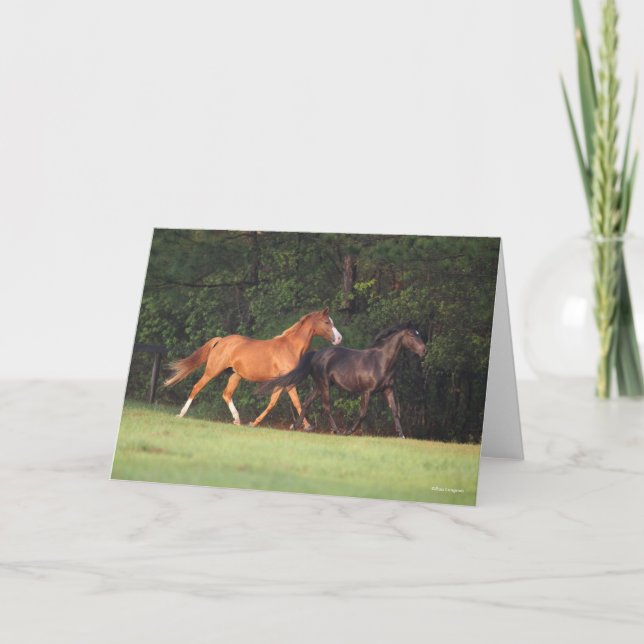Tarjeta Bob Langrish | Pony Alemán Y Oldenburg (Anverso)