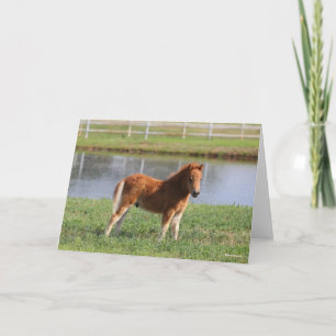 Tarjeta Bob Langrish   Pony Foal Standing en miniatura