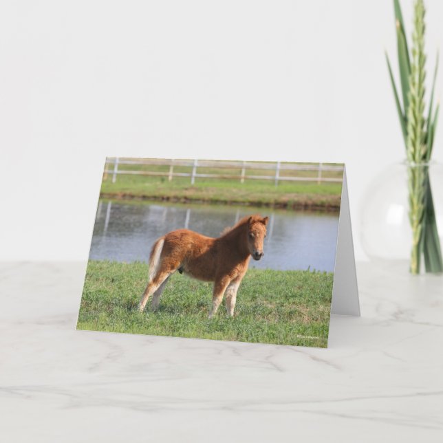 Tarjeta Bob Langrish | Pony Foal Standing en miniatura (Anverso)