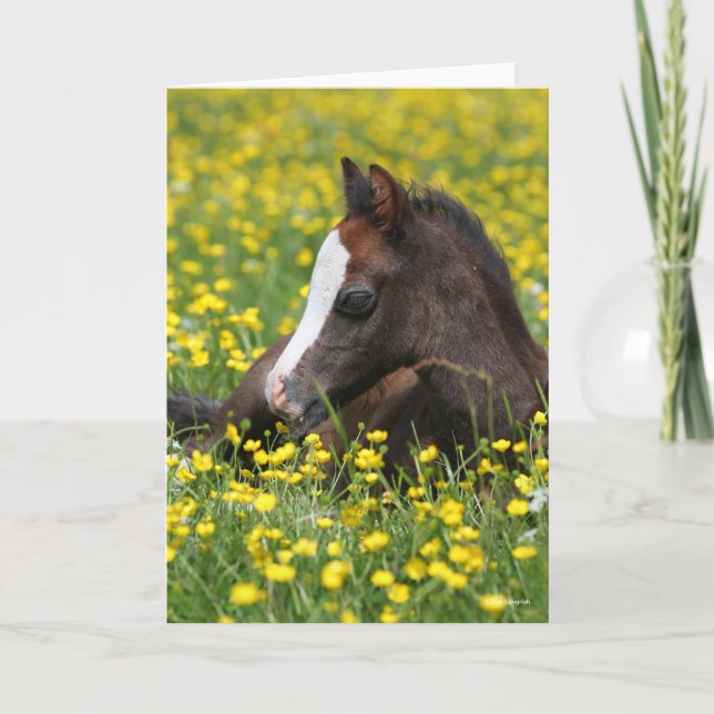 Tarjeta Bob Langrish | Pony Pony Tying In Grass (Anverso)
