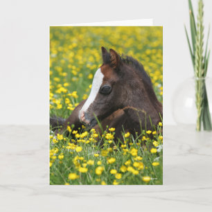 Tarjeta Bob Langrish   Pony Pony Tying In Grass