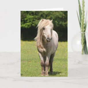 Tarjeta Bob Langrish   Pony Standing de Shetland
