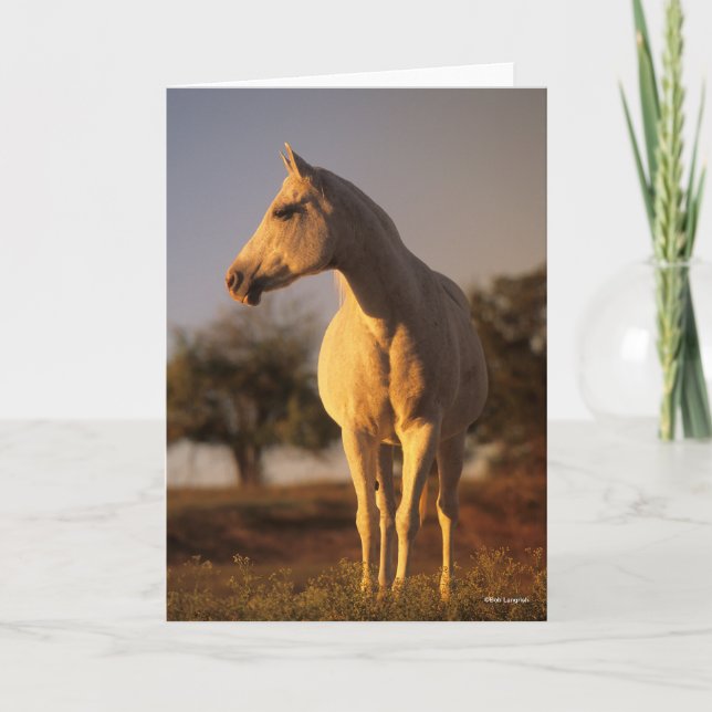 Tarjeta Bob Langrish | Posición árabe gris (Anverso)