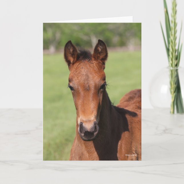 Tarjeta Bob Langrish | Quarter Horse Foal Headshot (Anverso)