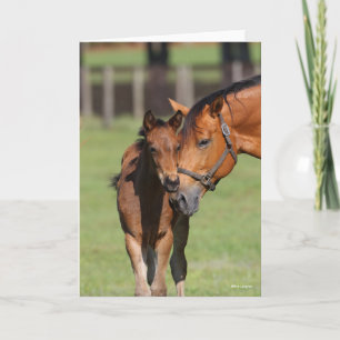 Tarjeta Bob Langrish Quarter Horse Mare y Foal Cudddling