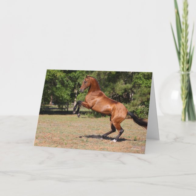 Tarjeta Bob Langrish | Reproducción de Stallion Bay Akhal  (Anverso)