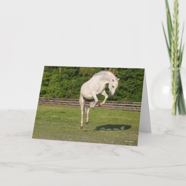 Tarjeta Bob Langrish | Salto de Stallion andaluz gris (Anverso)