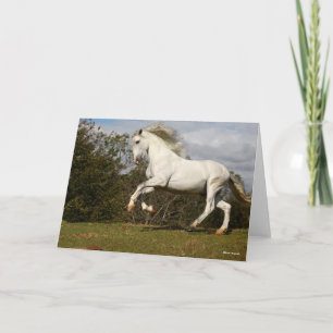 Tarjeta Bob Langrish   Salto de Stallion andaluz gris