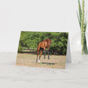 Tarjeta Bob Langrish   Salto del Stallion de Akhal Teke