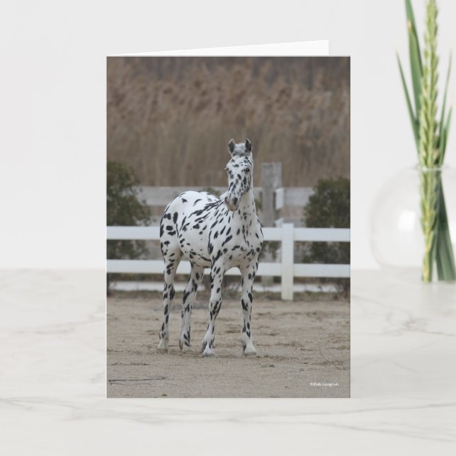 Tarjeta Bob Langrish | Spotty Appaloosa Friesian Standing (Anverso)