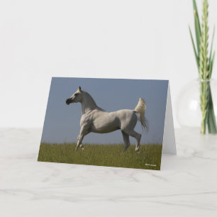 Tarjeta Bob Langrish   Stallion Árabe Gris En Campo