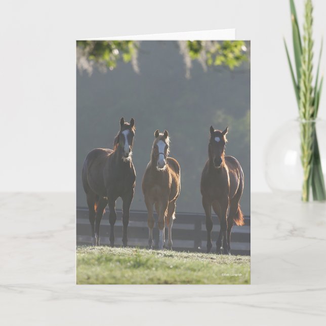 Tarjeta Bob Langrish | Three Quarter Horse Youngsters (Anverso)