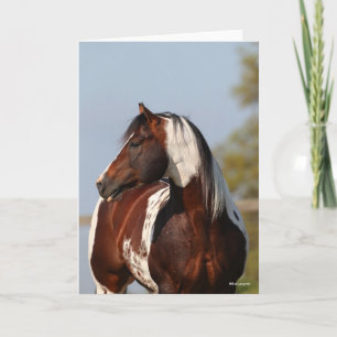 Tarjeta Bob Langrish Tobiano Paint Horse Stallion en la ca