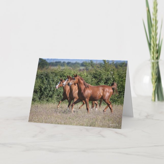 Tarjeta Bob Langrish | Tres caballos árabes de castaño jun (Anverso)