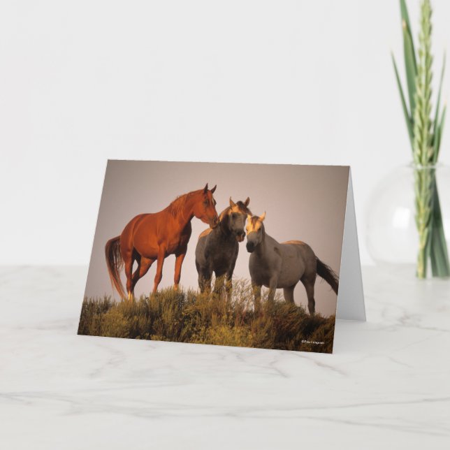 Tarjeta Bob Langrish Tres Caballos Árabes Parados Al Atard (Anverso)