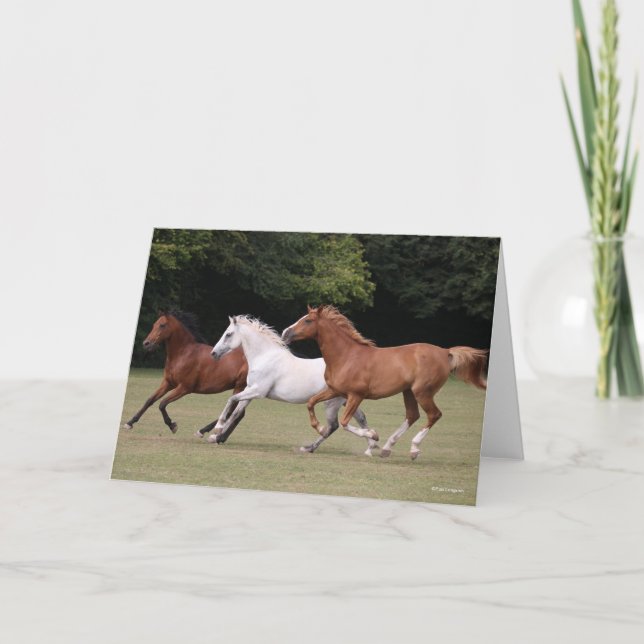 Tarjeta Bob Langrish | Tres caballos árabes unidos (Anverso)