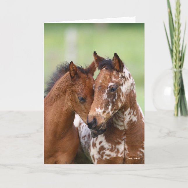 Tarjeta Bob Langrish | Two Appaloosa Foals Meeting (Anverso)