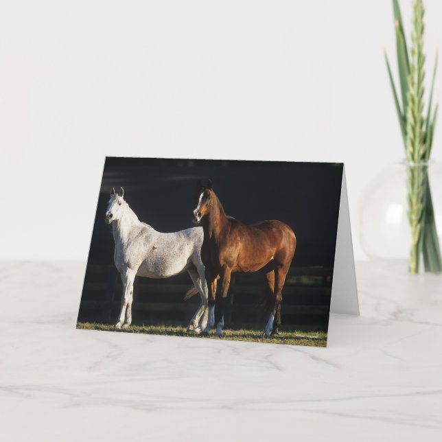 Tarjeta Bob Langrish | Two Arab Mares Standing In Sunlight (Anverso)