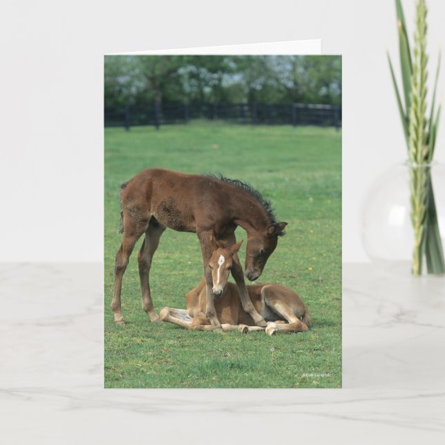 Tarjeta Bob Langrish | Two Morgan Horse Foals Playing (Anverso)