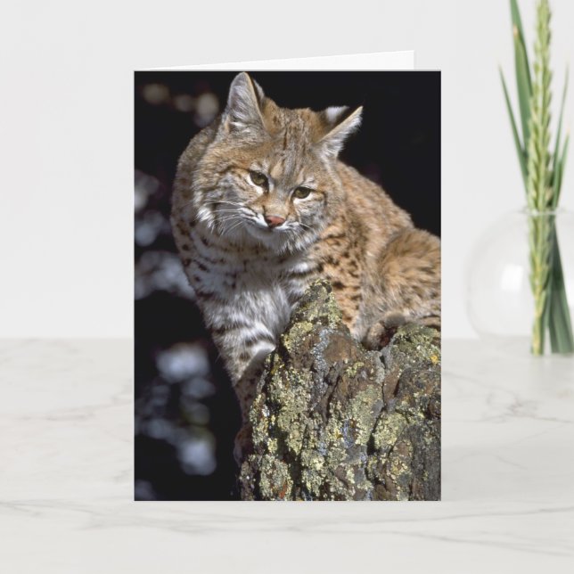 Tarjeta Bobcat (Anverso)