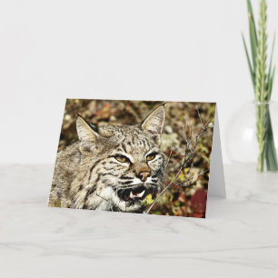 Tarjeta Bobcat gruñido