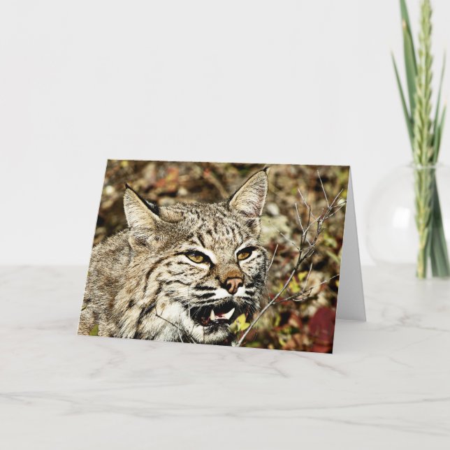 Tarjeta Bobcat gruñido (Anverso)