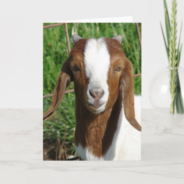Tarjeta Boer Billy Goat Kid (Anverso)