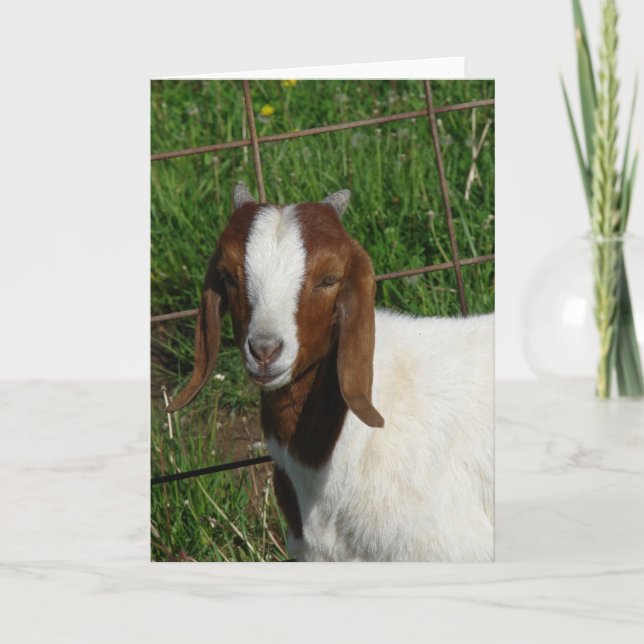 Tarjeta Boer Billy Goat Kid (Anverso)