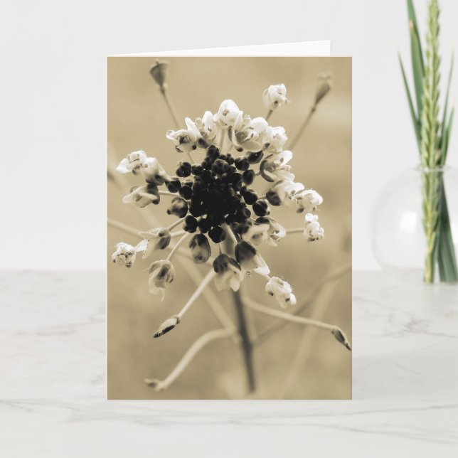 Tarjeta Bolsa de Pastor en Sepia (Anverso)