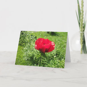 Tarjeta Bonita amapola roja