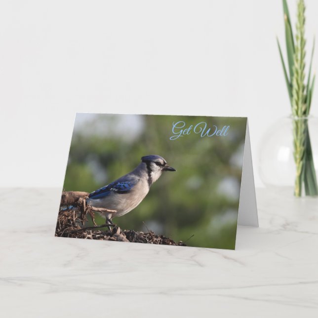 Tarjeta Bonito Azul Jay Bird (Anverso)