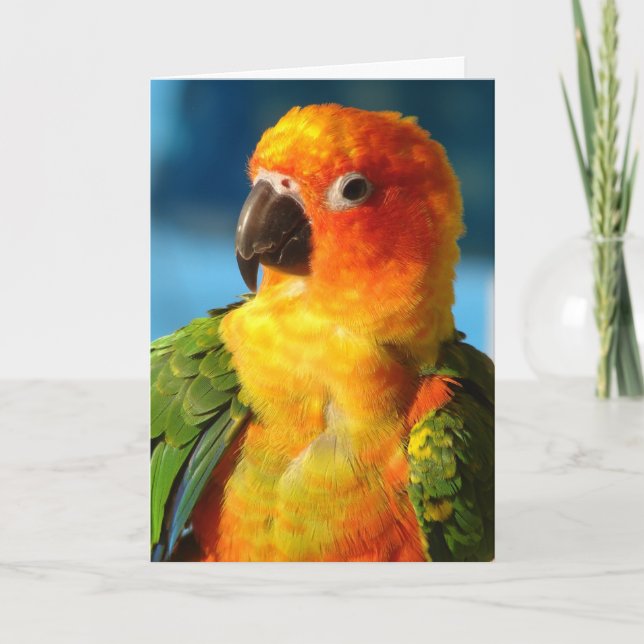 Tarjeta Bonito Bird (Anverso)