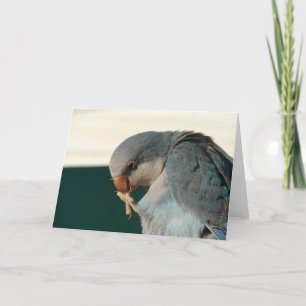 Tarjeta Bonito Bird