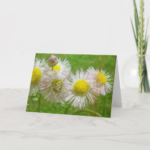 Tarjeta Bonito como Daisy