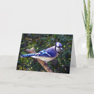 Tarjeta Bonito Jay Azul