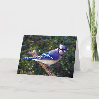 Tarjeta Bonito Jay Azul