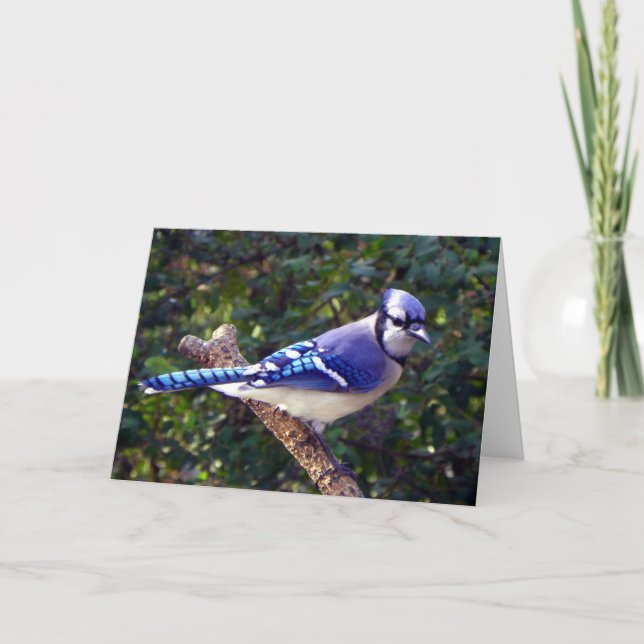 Tarjeta Bonito Jay Azul (Anverso)
