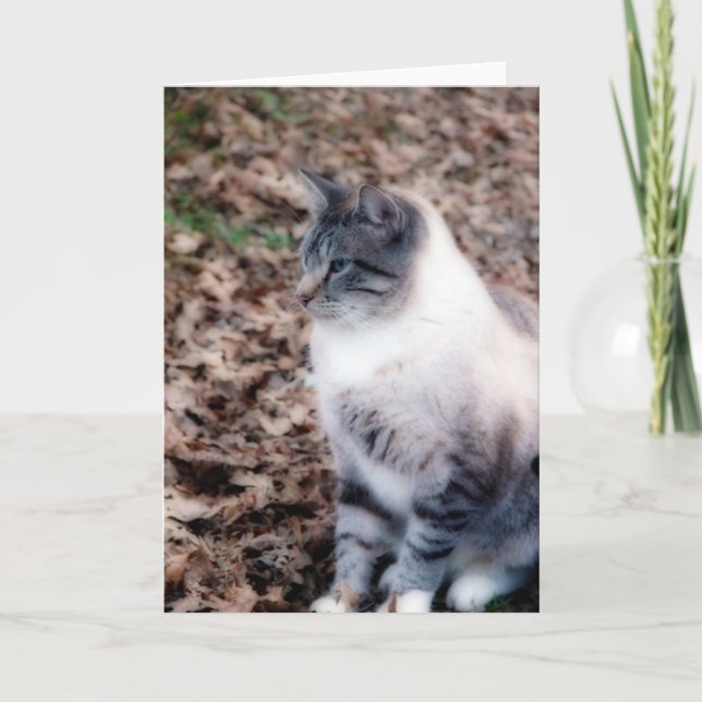 Tarjeta Bonito Kitty (Anverso)