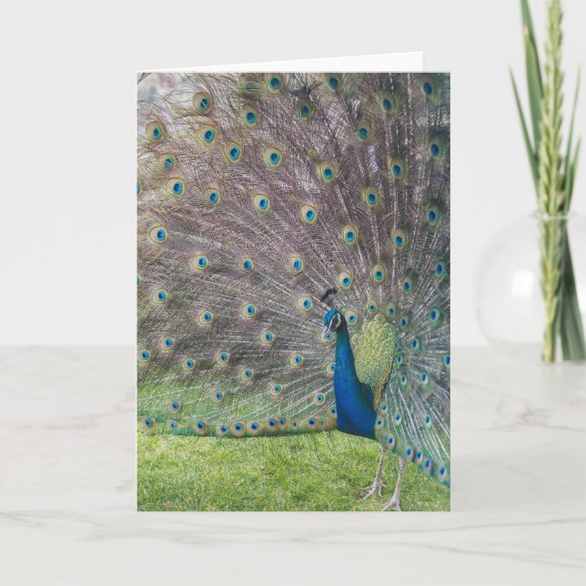 Tarjeta Bonito Peacock (Anverso)