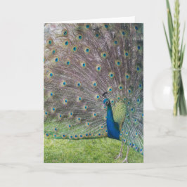 Tarjeta Bonito Peacock