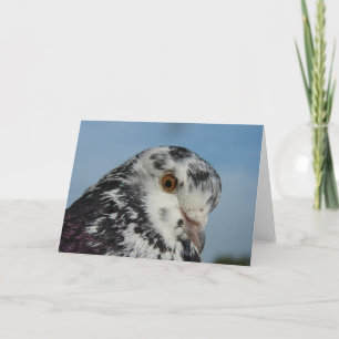 Tarjeta Bonito Pigeon