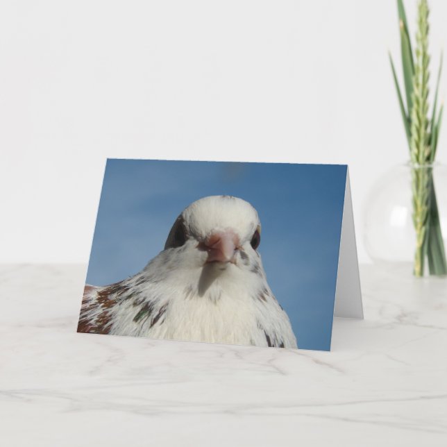 Tarjeta Bonito Pigeon (Anverso)