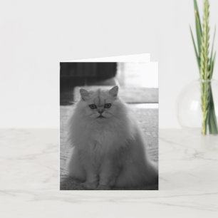 Tarjeta Bonito que se sienta