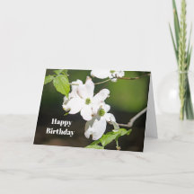 Bonito White Dogwood Foto Floral Cumpleaños