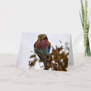 Tarjeta Bonito y orgullo