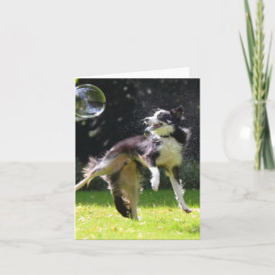 Tarjeta border collie con burbujas de jabón