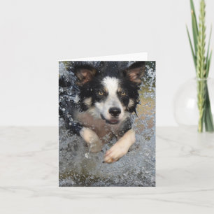 Tarjeta border collie corriendo en el agua